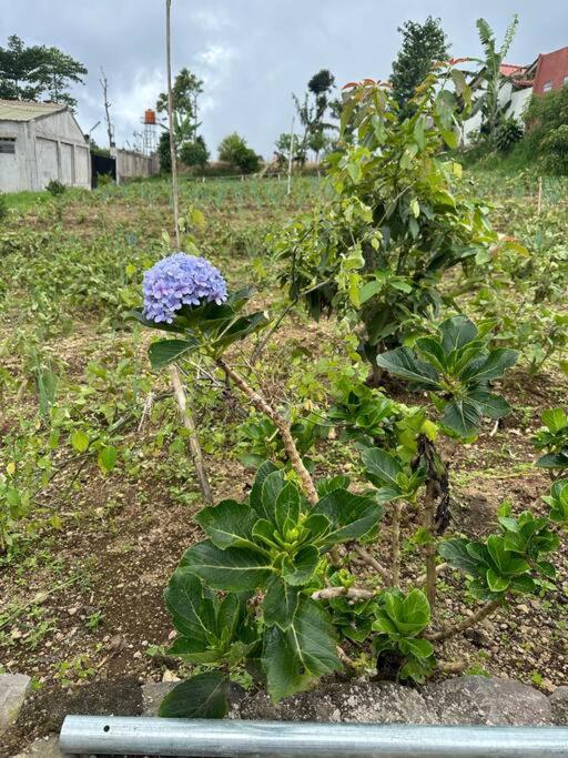 Jason Farm Villa Pacet  Dış mekan fotoğraf